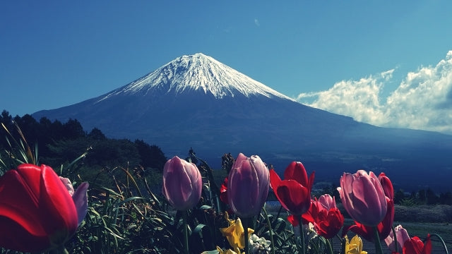 The Aging Process of Matcha: Why Time Matters for Flavor